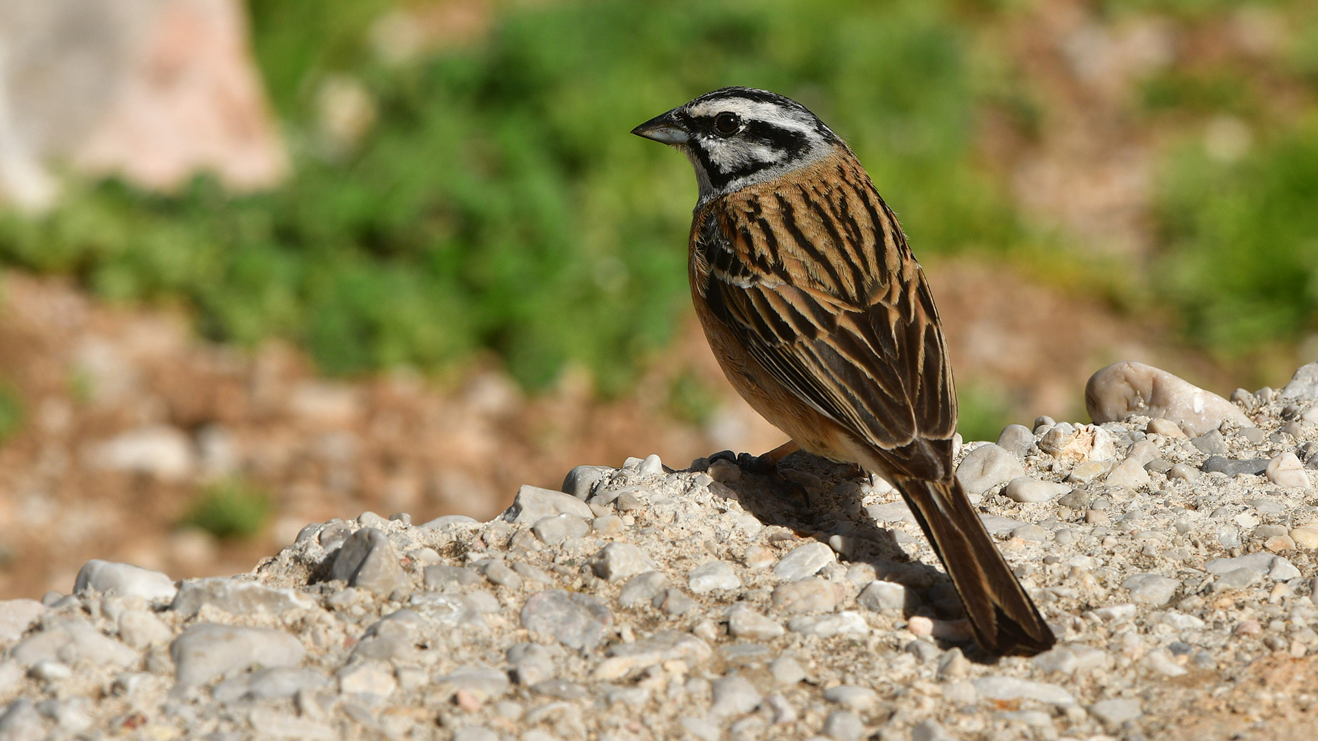 Rock Bunting